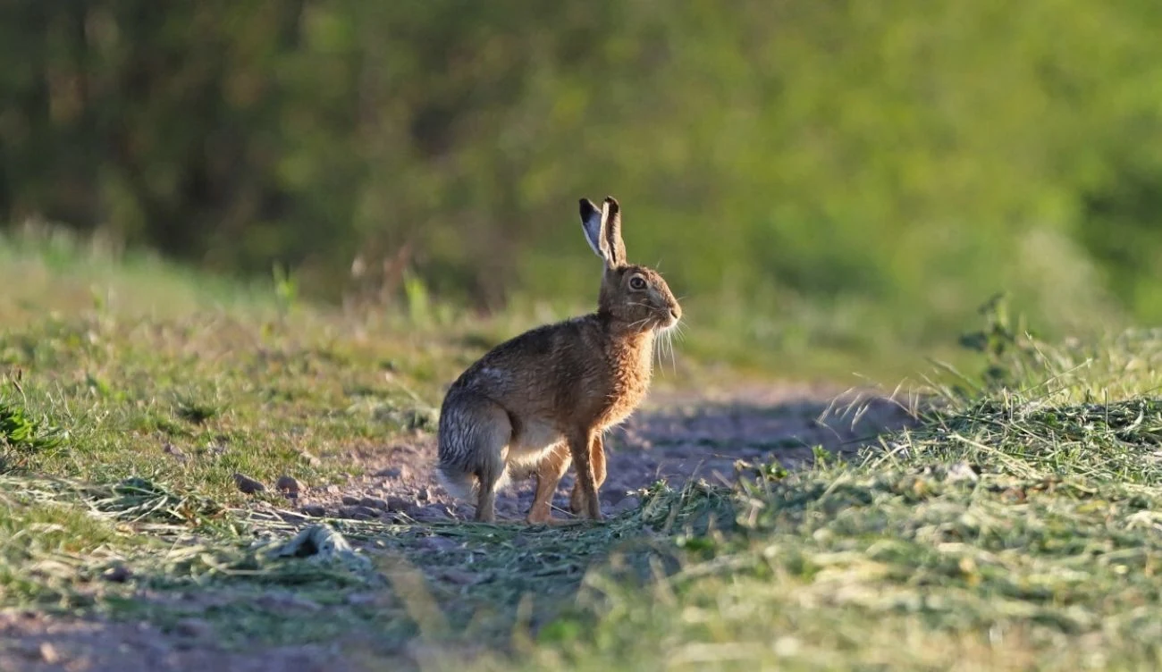 Zając i królik to dwa osobne gatunki zwierząt Zając siedzący wyprostowany na ścieżce wśród zielonej łąki, z podniesionymi uszami, w promieniach słońca.
