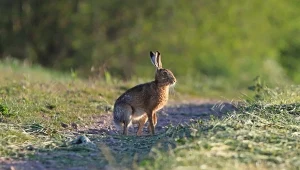 Jak odróżnić zająca od królika? Wyjaśniamy najważniejsze różnice
