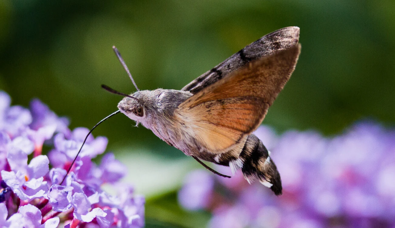 Czy fruczak gołąbek jest niebezpieczny? Fruczak gołąbek z długą ssawką zbiera nektar z fioletowych kwiatów w świetle dziennym.