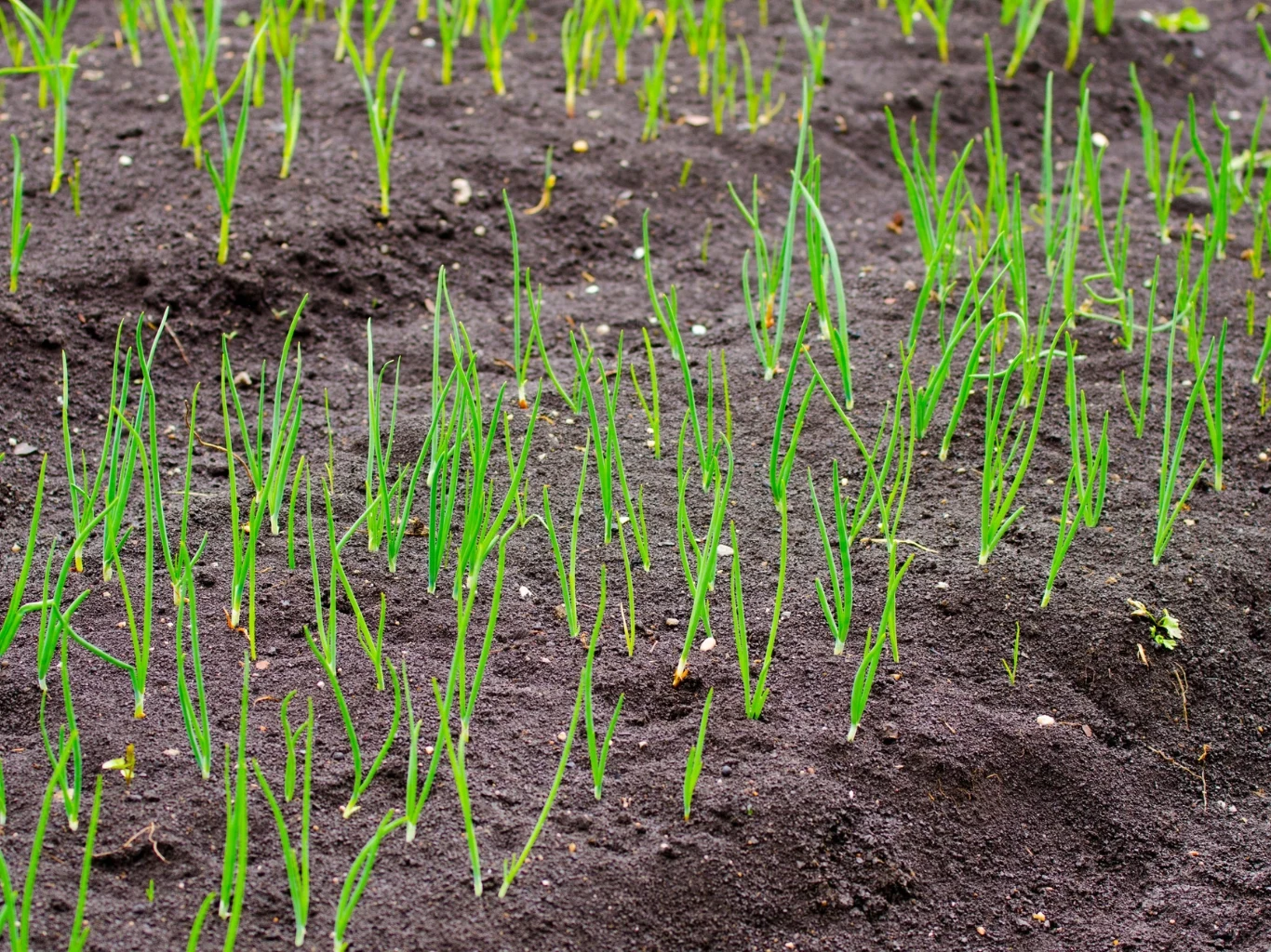 Czym nawozić cebulę, by dała duży i zdrowy plon? Równe rzędy młodej cebuli z zielonymi pędami wyrastającymi z ciemnej, wilgotnej ziemi na polu uprawnym