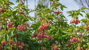 Enkianthus dzwonkowaty to krzew liściasty z rodziny wrzosowatych, pochodzi z górskich lasów Japonii.