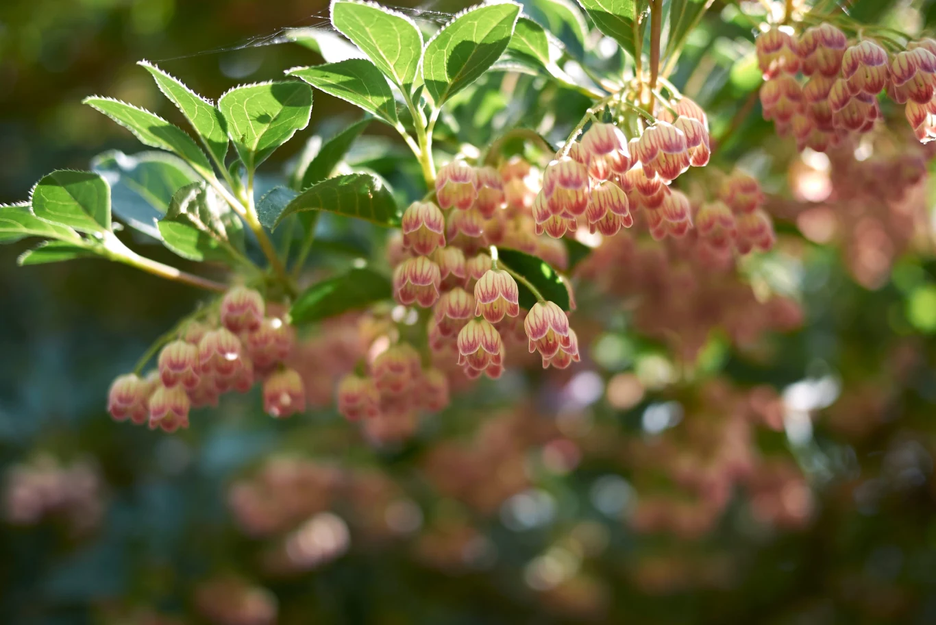 Gałązki z intensywnie zielonymi liśćmi i zwisającymi, różowo-białymi dzwonkowatymi kwiatami o delikatnych żyłkach, otoczone rozmytym, słonecznym tłem.