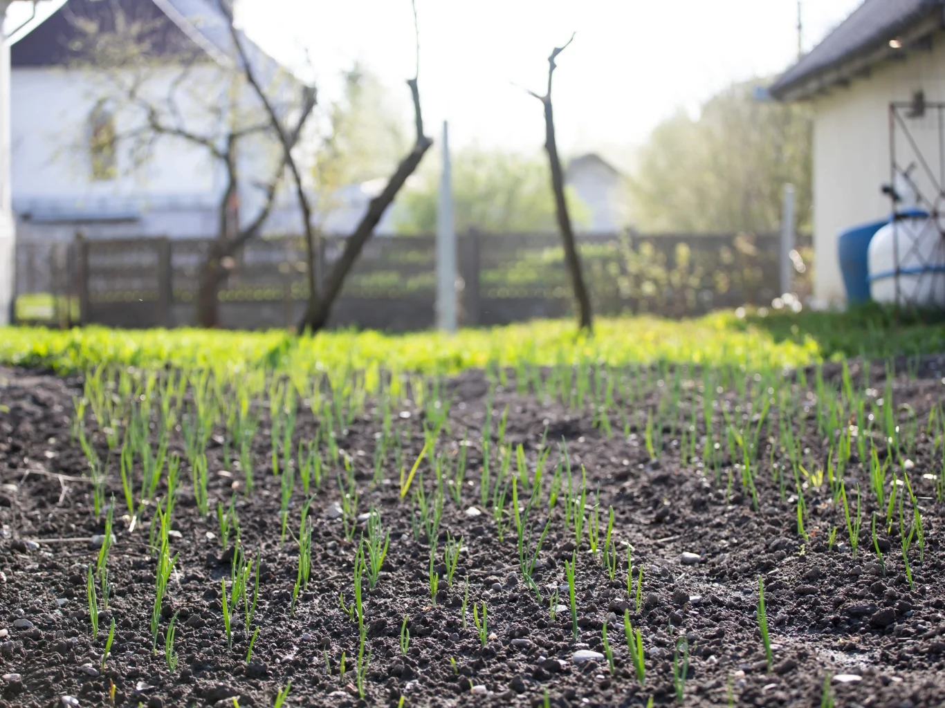 Wiosenne nawożenie cebuli warto rozłożyć na kilka etapów. rządki młodych zielonych cebul wyrastających z ciemnej, świeżej ziemi ogrodu na tle rozmytych zabudowań i drewnianego ogrodzenia