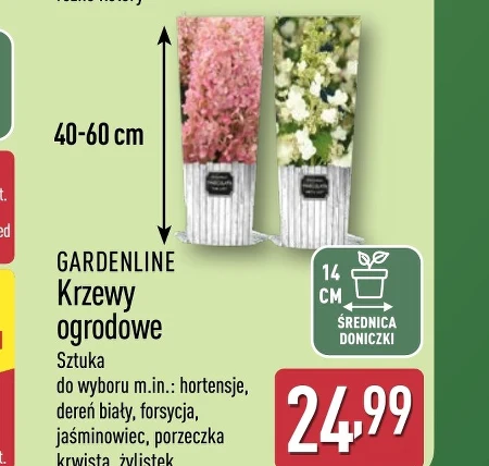Декоративний чагарник Gardenline