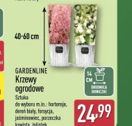 Декоративний чагарник Gardenline