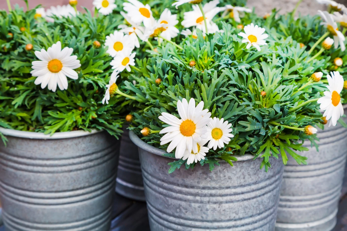 Białe margerytki z żółtymi środkami rosnące w blaszanych wiadrach ustawionych obok siebie, zielone liście tworzące gęstą kępę.