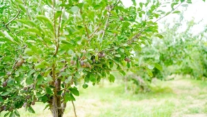 Nie pozwól robakom zjeść swoich śliwek. Naturalna ochrona przed szkodnikami