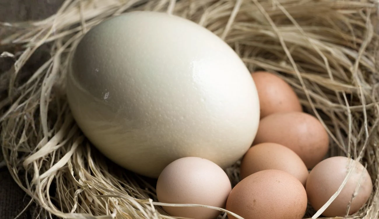 Jajo strusie jest znacznie większe od kurzych, ale to nie jest rekordzista. Duże białe jajo strusie leży obok kilku mniejszych, brązowych jaj na suchej trawie.