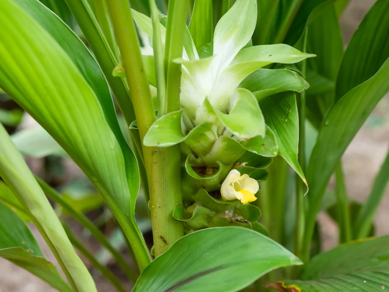 Jak wygląda ostryż długi (Curcuma longa), czyli kurkuma? zielone liście i łodygi ostryżu długiego z widocznym żółto-białym kwiatem pomiędzy liśćmi