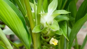 Nie każdy wie, że dobrze rośnie w doniczce. To kopalnia zdrowia