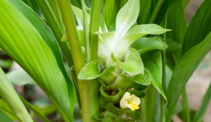 Jak wygląda ostryż długi (Curcuma longa), czyli kurkuma? 