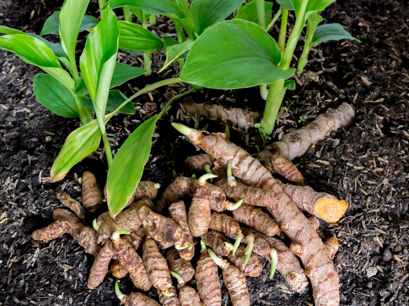 Kurkumę można uprawiać jako roślinę doniczkową. świeże kłącza kurkumy leżące na ziemi obok zielonych liści rośliny, widoczne jasne pędy wyrastające z korzeni