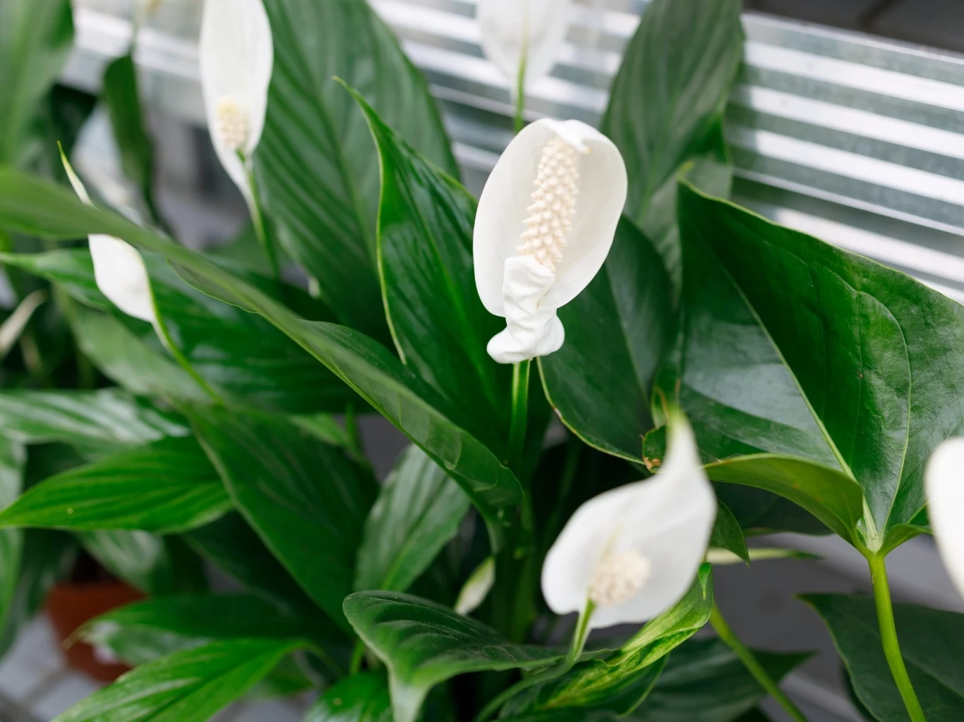 Podlanie skrzydłokwiatu naparem z zielonej herbaty wspiera jego kwitnienie białe kwiaty skrzydłokwiatu otoczone ciemnozielonymi, błyszczącymi liśćmi