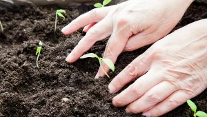 Podłoże przeznaczone do pikowania siewek pomidorów powinno być lekkie i przepuszczalne.