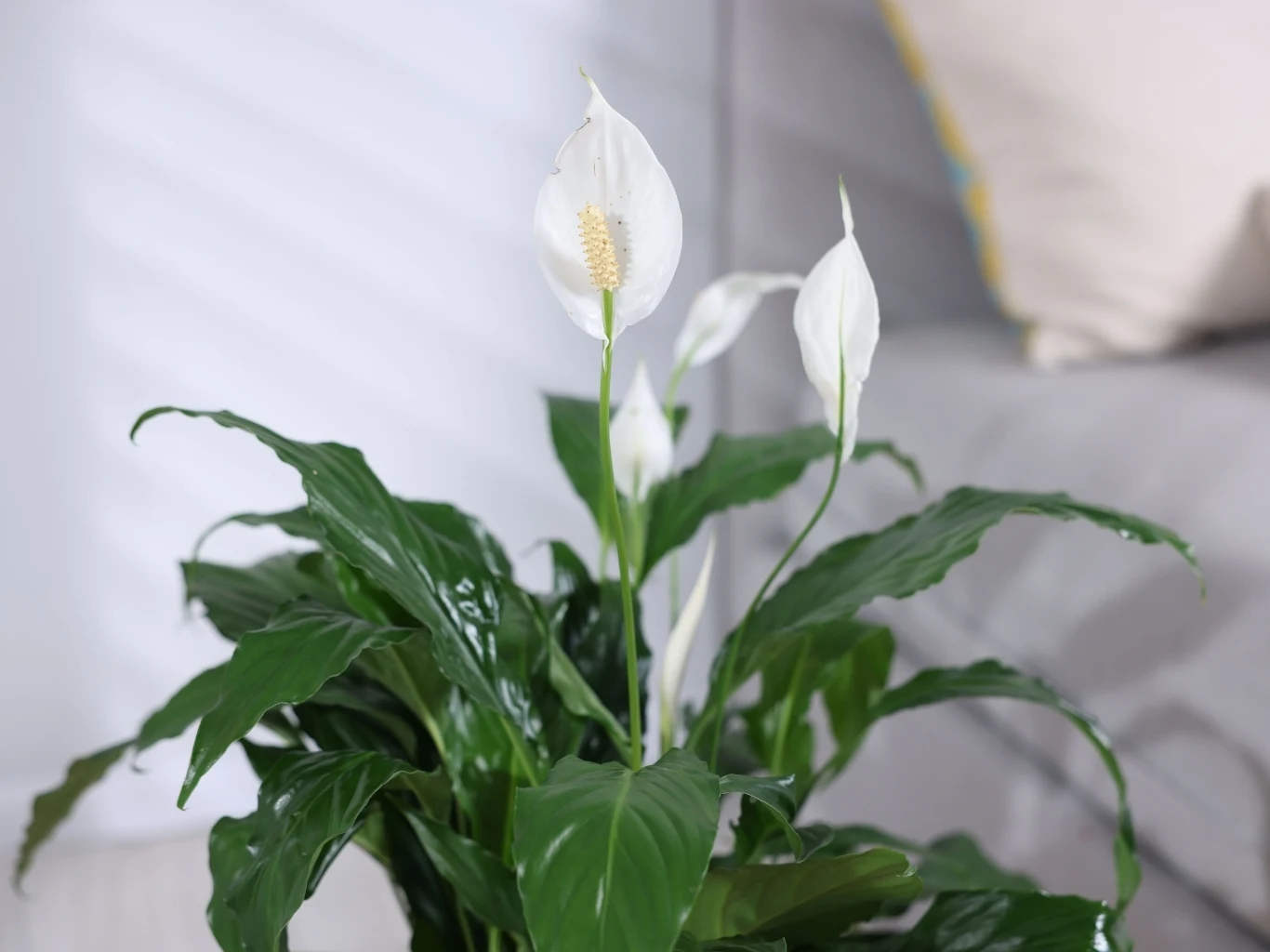 Prosta odżywka dla skrzydłokwiatu, pobudzi go do kwitnienia Zielone liście i białe kwiaty skrzydłokwiatu z pręcikami na tle jasnego wnętrza