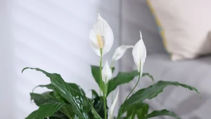 Podlej skrzydłokwiat naturalnym naparem. Efekty już po tygodniu