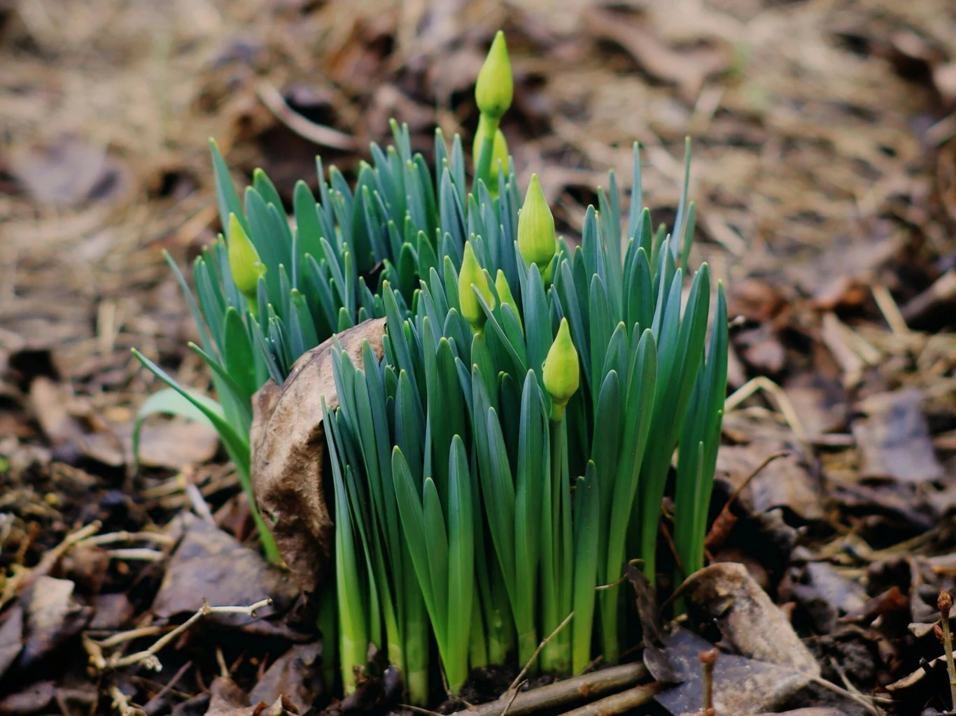 Dlaczego czasami żonkile nie kwitną? Zielone liście i młode pąki kwiatowe żonkili wiosną w ogrodzie.