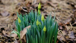 Sprytny patent ogrodników. Żonkile wypuszczają kwiat za kwiatem