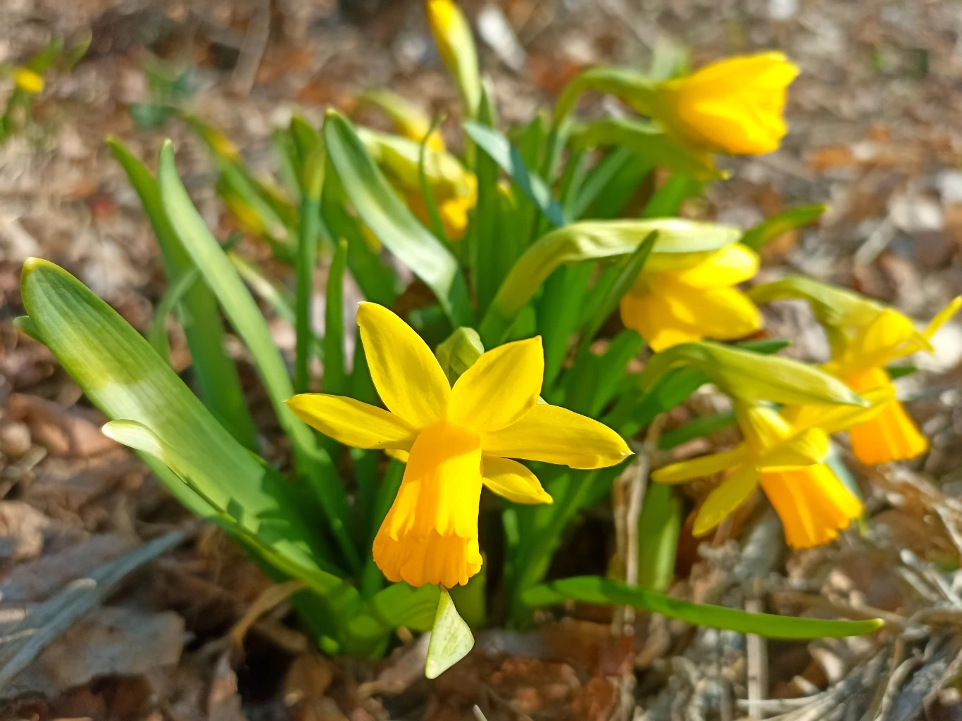 Żonkile najlepiej rosną na żyznej, ale dobrze przepuszczalnej glebie. Kępka żółtych narcyzów z zielonymi liśćmi na ziemi pokrytej suchymi liśćmi i trawą.