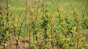 Nie sadź przy malinach. Gorzej owocują i tracą słodycz