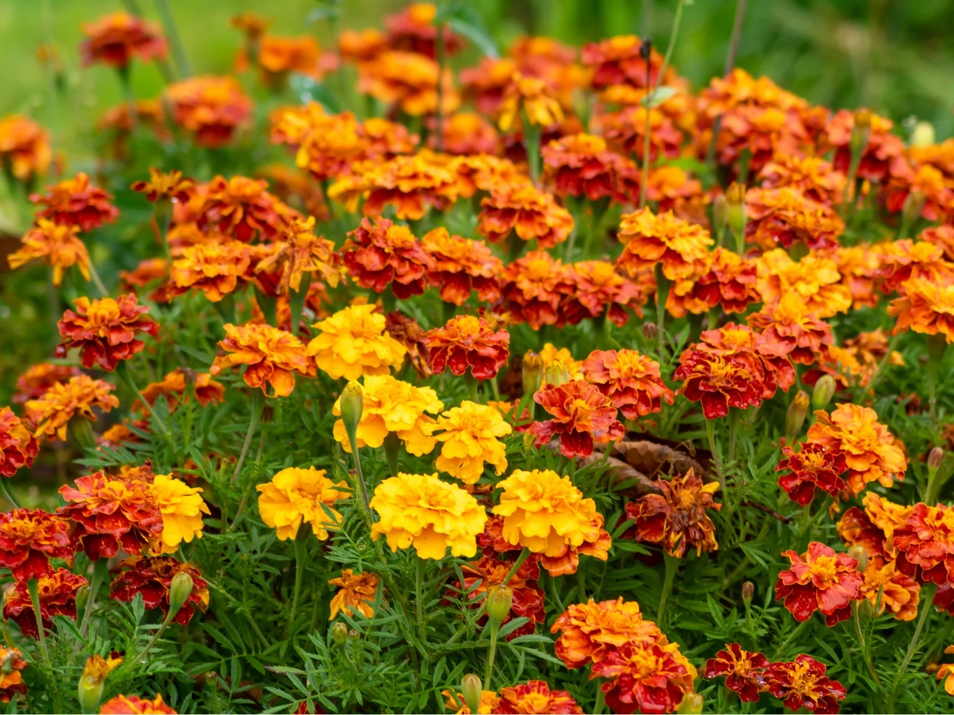 Aksamitki doskonale sprawdzą się do uprawy na podwyższonej grządce. kwitnące aksamitki w ogrodzie.