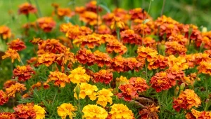 Masz podwyższone rabaty? Te kwiaty czują się w nich jak ryba w wodzie