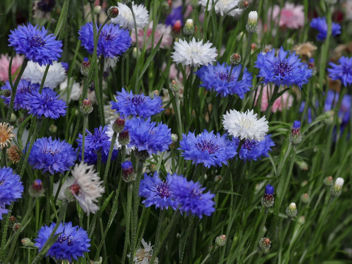 Chaber bławatek dobrze rośnie nawet na słabych, piaszczystych glebach. Gęste skupisko kwitnących chabrów w odcieniach niebieskim, białym i różowym na tle zielonych łodyg i liści.