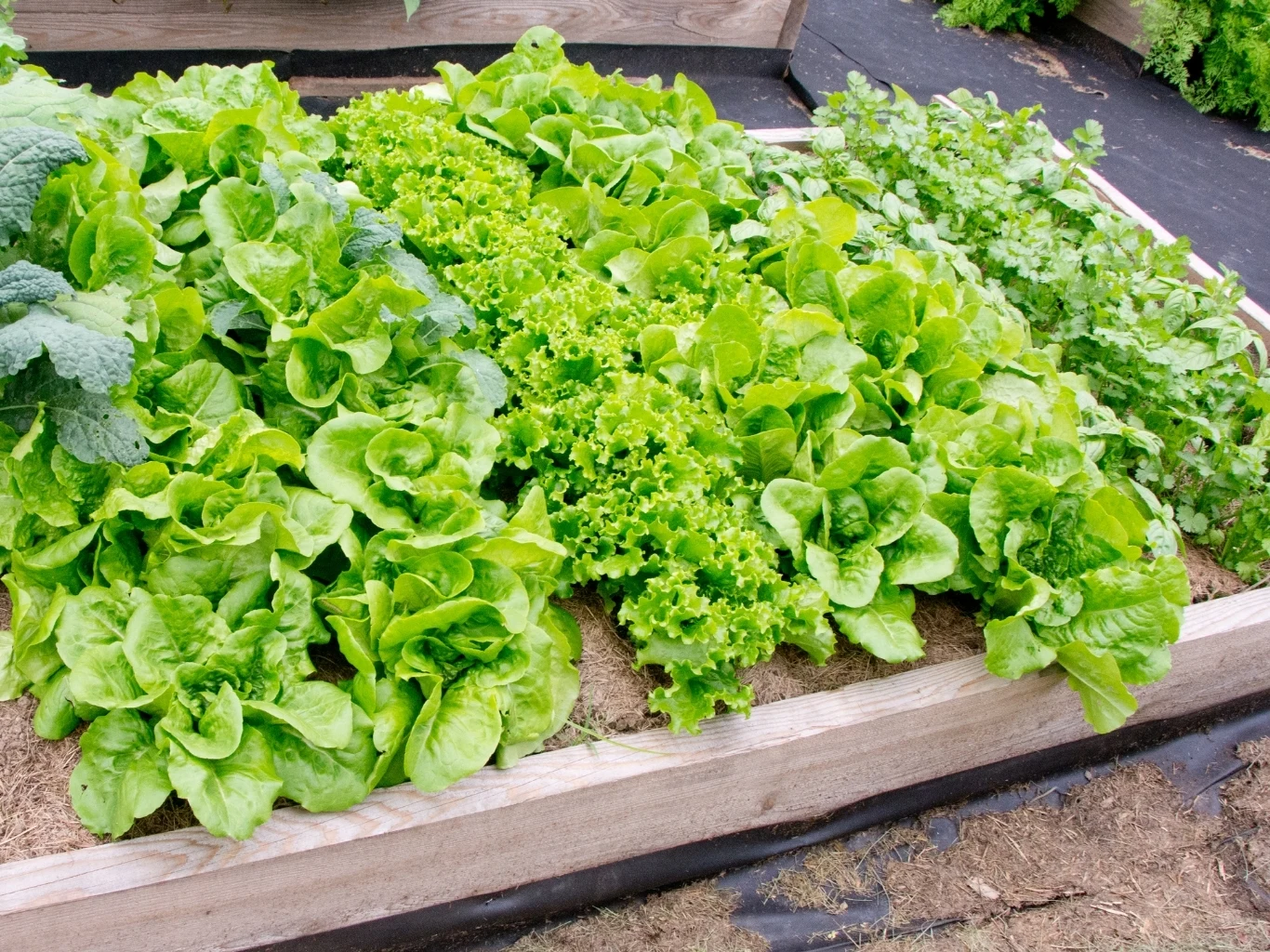 grządka warzywna z gęsto rosnącymi, jasnozielonymi główkami sałaty różnych odmian; rośliny są bujne i zdrowe, posadzone w wyraźnie oddzielonych rzędach na podniesionym zagonie
