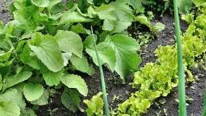 Najlepszy przedplon dla pomidorów i papryki. Wysiej i popraw stan gleby