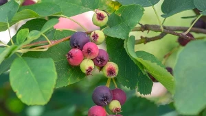 Największa konkurentka borówki. Nie choruje i nie kaprysi