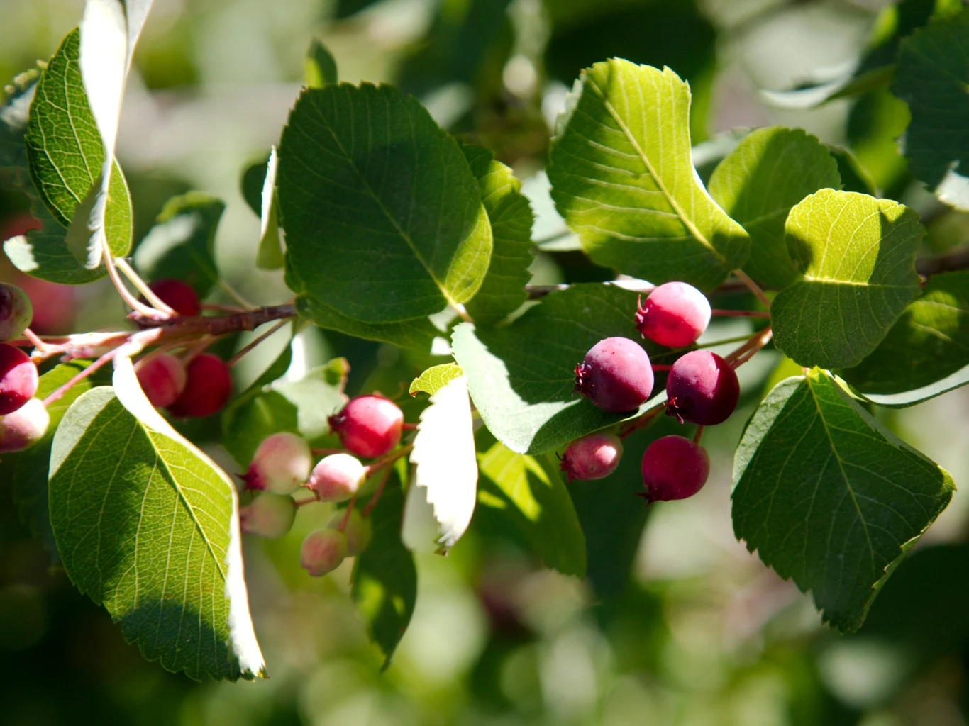 Owoce świdośliwy wśród zielonych liści na gałązce w ogrodzie.