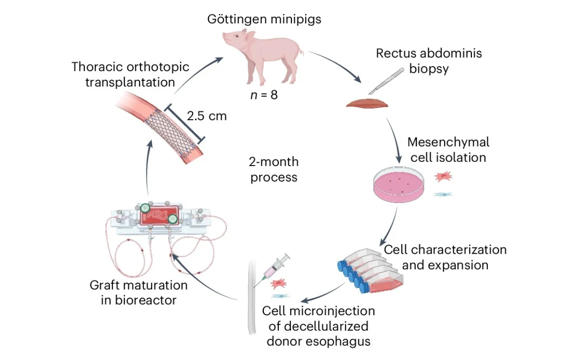 schemat eksperymentu obejmujący wykorzystanie minipras Göttingen, pobranie biopsji mięśnia prostego brzucha, izolację i namnażanie komórek mezenchymalnych, mikroiniekcję tych komórek do zdecelularyzowanego przełyku, dojrzewanie przeszczepu w bioreaktor...