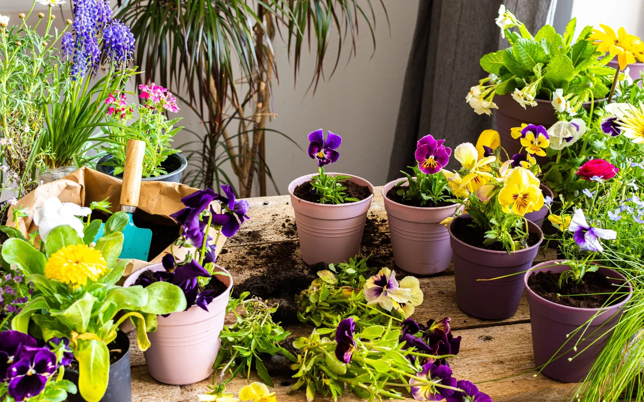 Bratki i inne rośliny doniczkowe Wiosenne kwiaty balkonowe, w tym fioletowe i żółte bratki, posadzone w pastelowych doniczkach, na drewnianym stole.