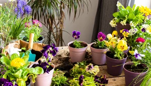 Bratki i inne rośliny doniczkowe