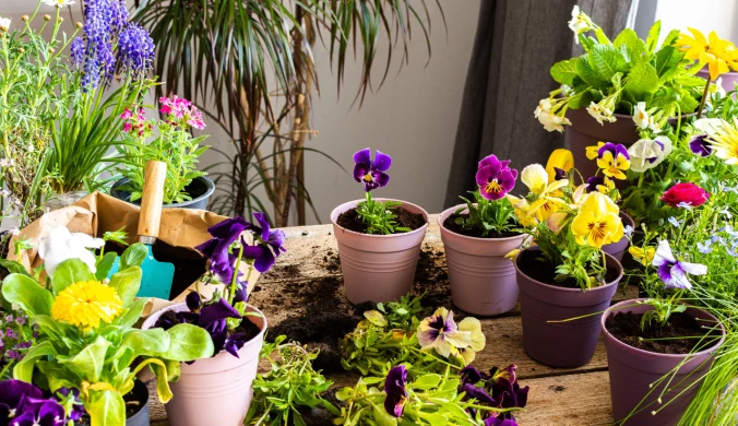 Bratki i inne rośliny doniczkowe