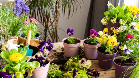 Bratki i inne rośliny doniczkowe