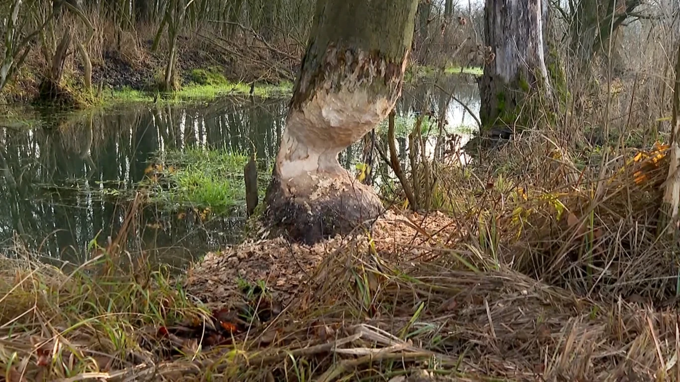 drzewo nad wodą z widocznymi śladami ogryzienia przez bobra, wokół leży świeża trocina; w tle spokojna rzeka i inne drzewa porastające brzeg