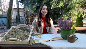 Jakie zioła posiać na wiosnę?