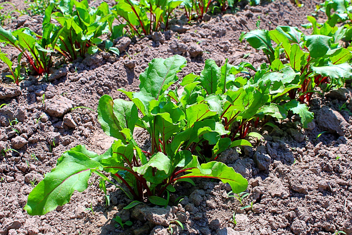 Buraka ćwikłowego można wysiewać w dwóch terminach. Rządki młodych buraków ćwikłowych z zielonymi liśćmi i czerwonymi łodygami w wilgotnej, żyznej ziemi
