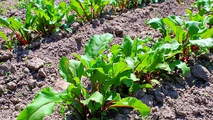 Dużo zdrowej botwiny szybciej niż u sąsiada. Sposób jest bardzo prosty