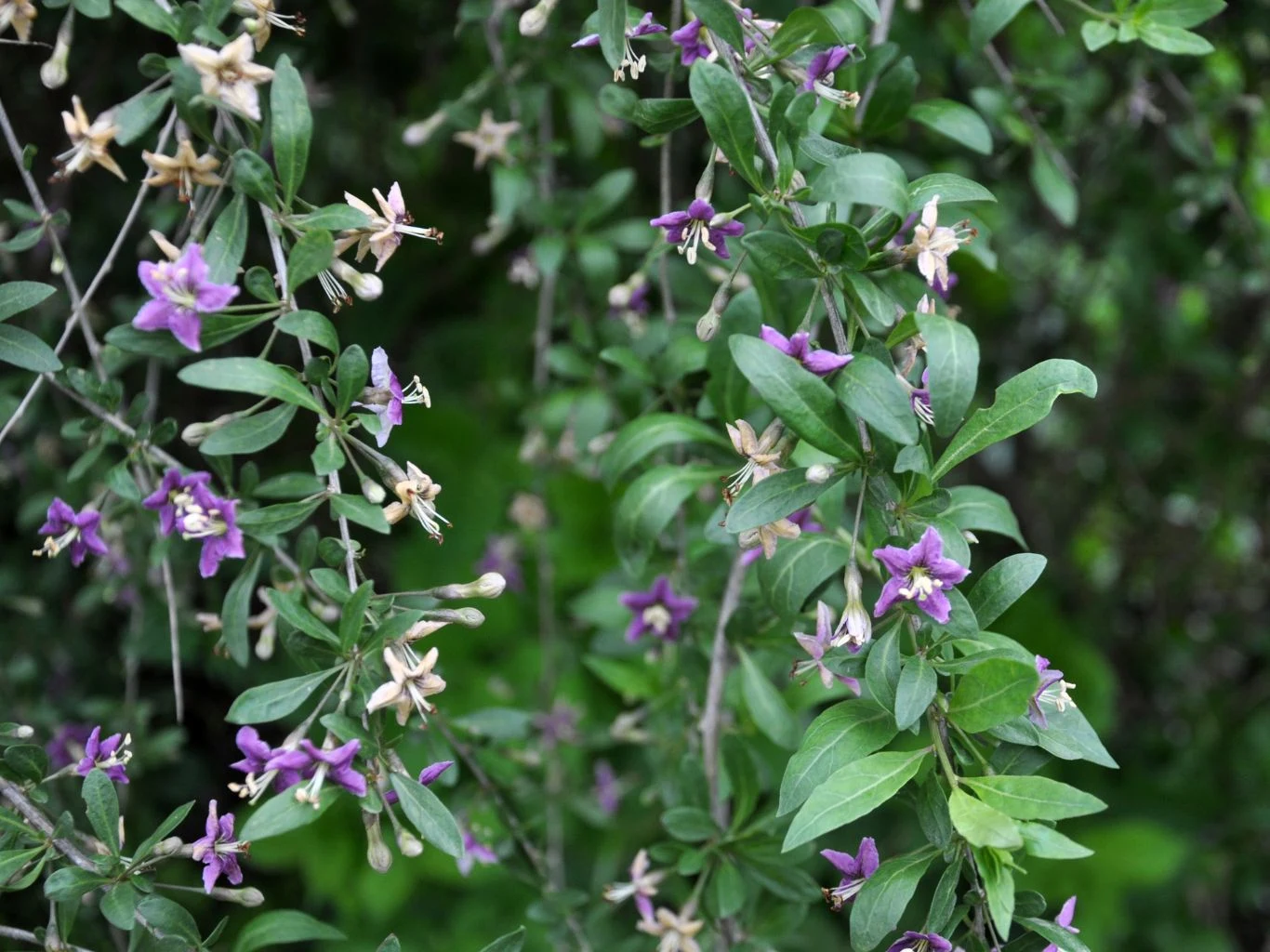 Od czerwca do września w kątach liści kolcowoju pojawiają się drobne, fioletowe kwiaty, które przyciągają owady zapylające Zielone gałązki kolcowoju z drobnymi fioletowymi i kremowymi kwiatami na tle roślinności.
