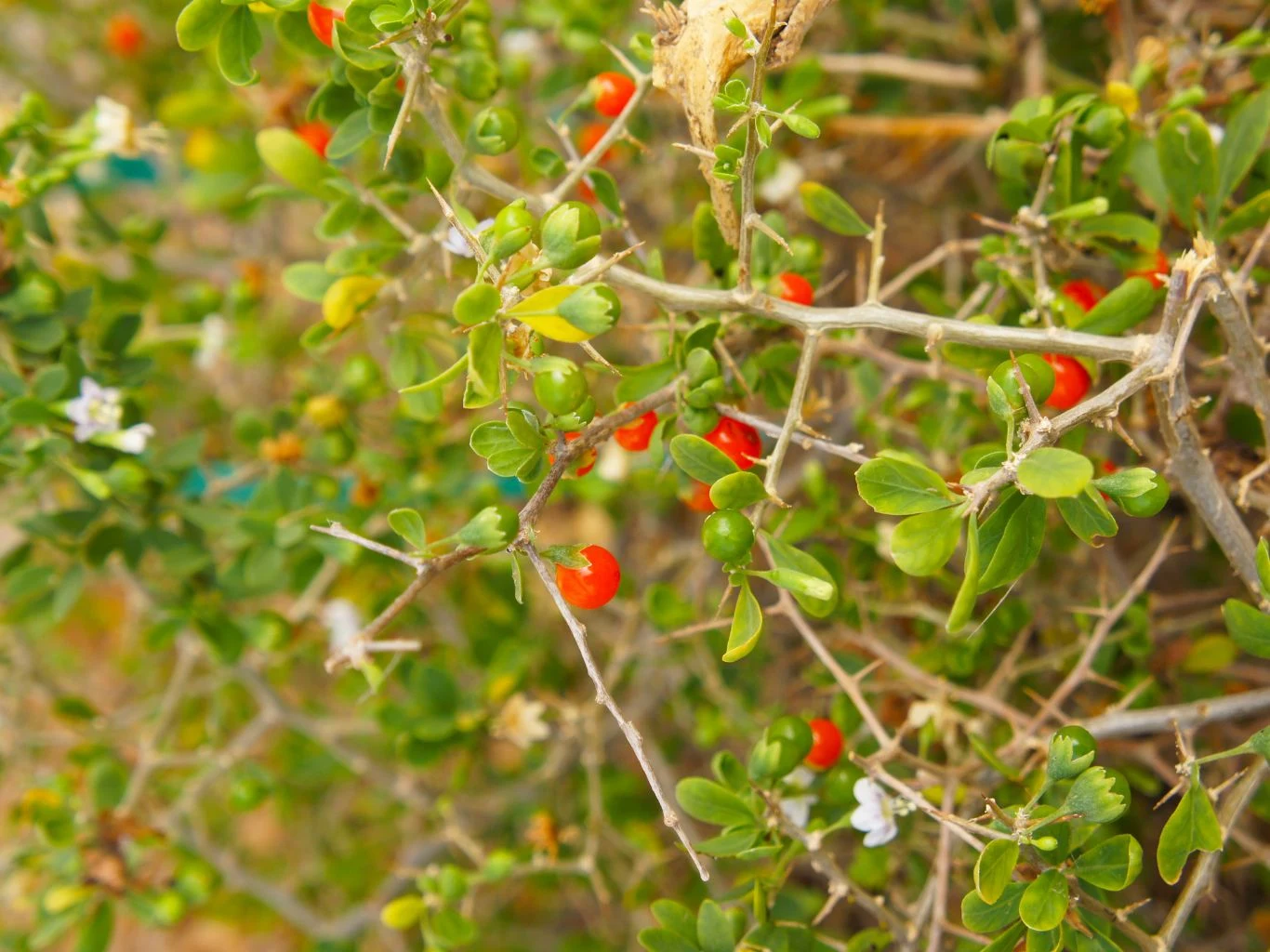 Świeże jagody goji mają słodko-cierpki smak. gałązki krzewu z małymi, błyszczącymi, czerwonymi owocami wśród zielonych liści i nielicznych białych kwiatów