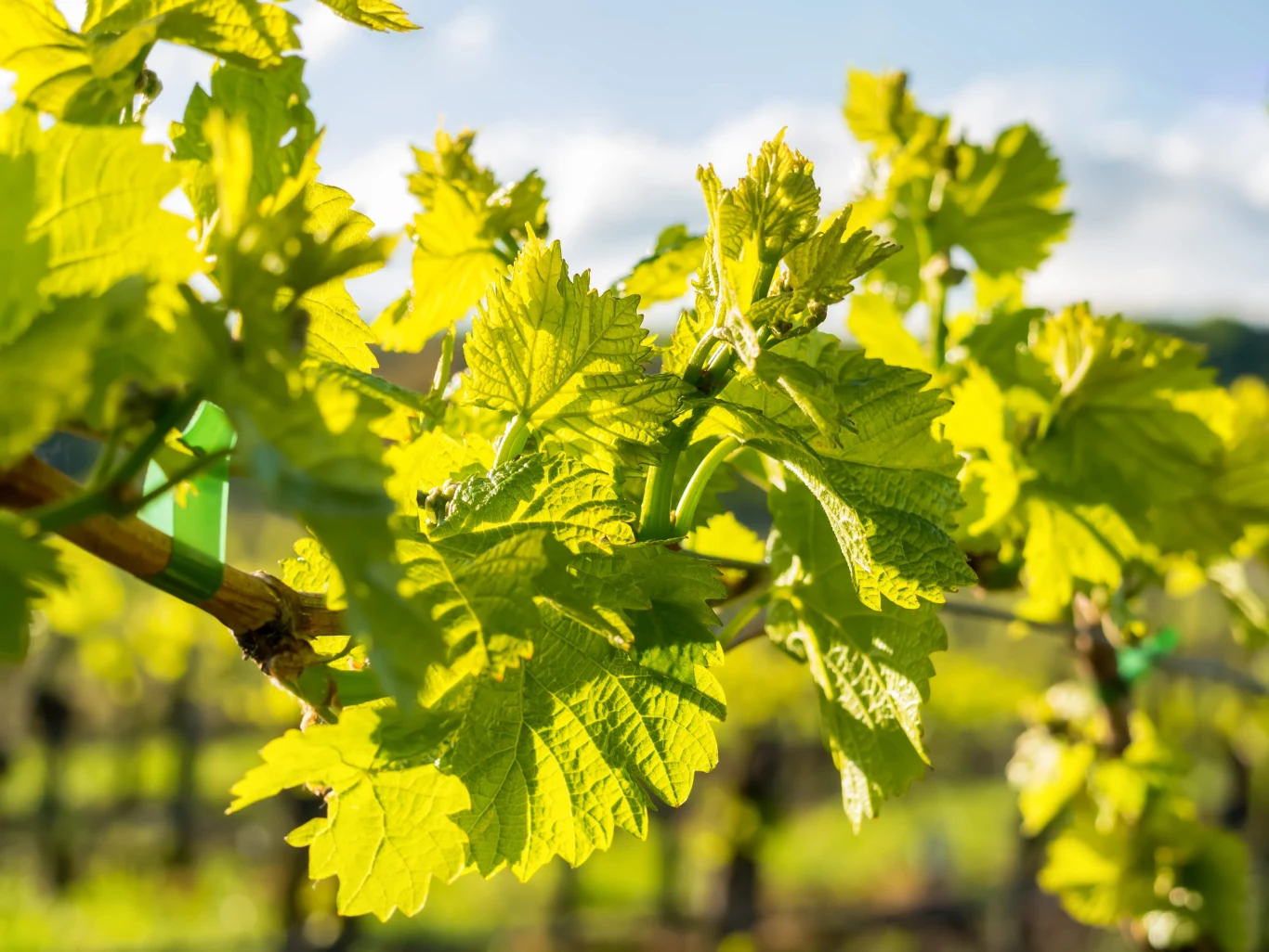 Winogrona są podatne na wiele chorób grzybowych i często padają łupem mączniaka prawdziwego. Jasnozielone liście winorośli z widocznym żyłkowaniem i młodymi pędami w promieniach słońca.