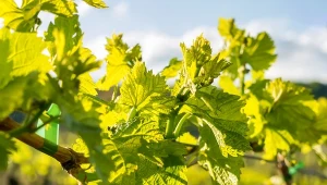 Spryskaj winorośl w marcu. Owoce będą zdrowe i wielkie jak śliwki