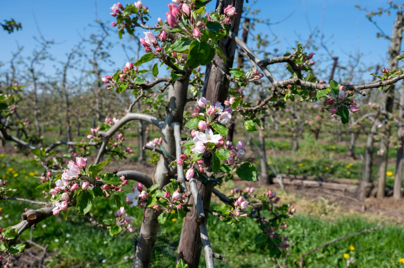 Jabłonie, inne drzewka, pnącza czy krzewy owocowe powinny być opryskiwane, kiedy miną przymrozki. kwitnąca gałąź jabłoni z różowo-białymi kwiatami na tle sadu owocowego w słoneczny dzień