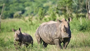 Nosorożce białe zniknęły z Ugandy lata temu