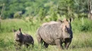 Nosorożce białe zniknęły z Ugandy lata temu
