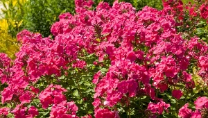 Kwitnie dłużej i obficiej od hortensji. Ogród rozbłyśnie feerią barw 