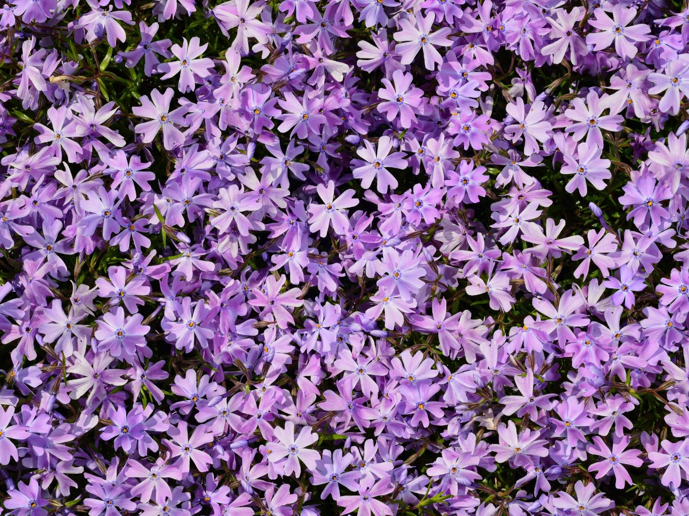 Gęsta warstwa drobnych, fioletowych kwiatów floksa tworząca jednolitą kwiatową powierzchnię.
