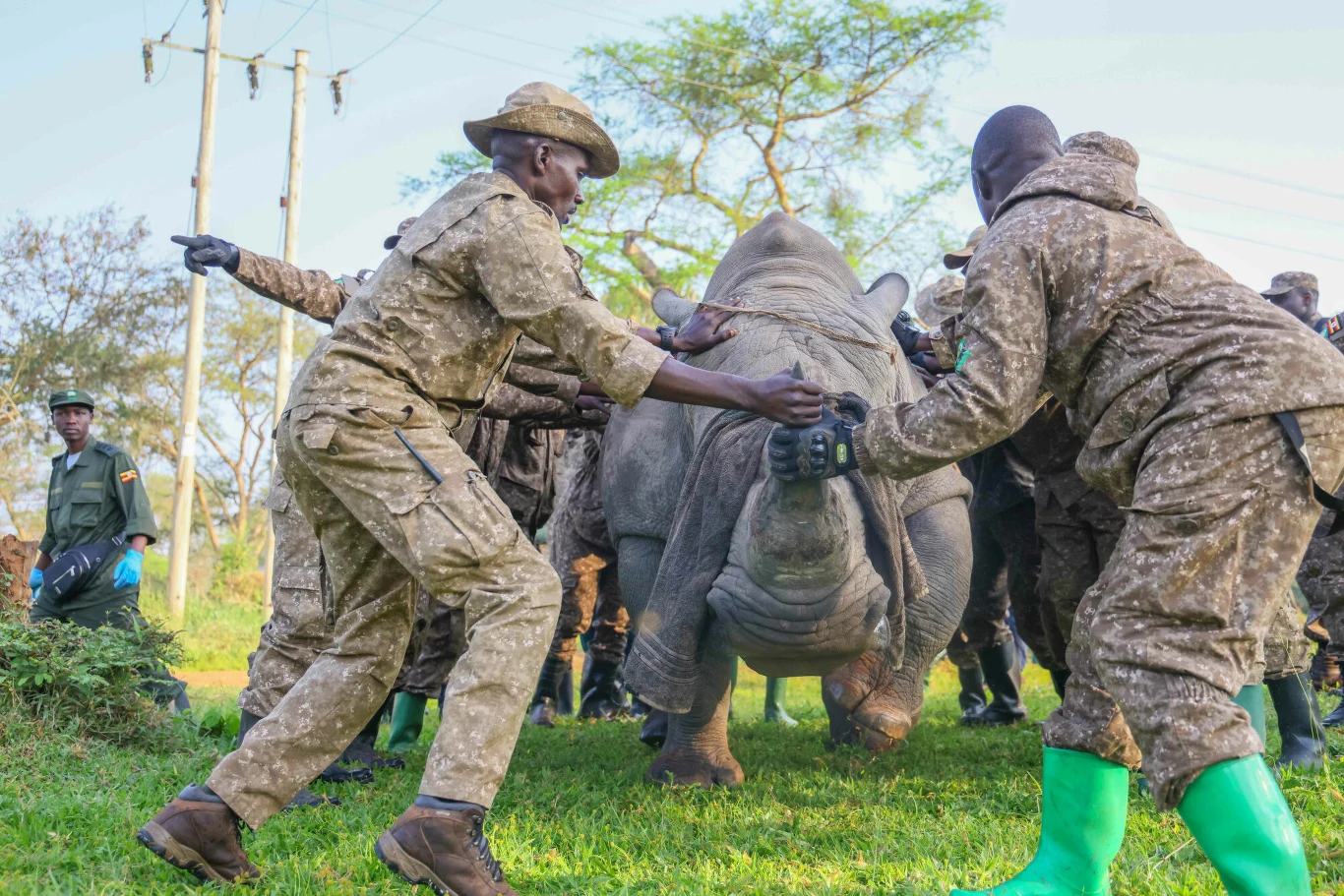 Grupa strażników ubranych w mundury otacza i delikatnie prowadzi dużego nosorożca przez zielony teren, dbając o jego bezpieczeństwo.
